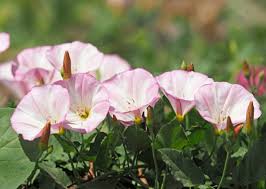 Attēlu rezultāti vaicājumam “Convolvulus arvensis flower”