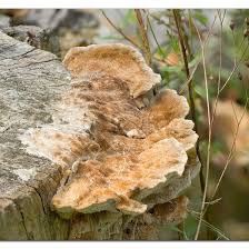 Attēlu rezultāti vaicājumam “Coriolopsis trogii”