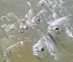 Image result for Trachinotus falcatus