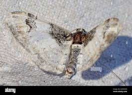 Attēlu rezultāti vaicājumam “Catarhoe cuculata”