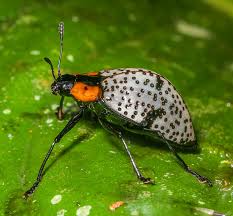 Attēlu rezultāti vaicājumam “Erotylidae”