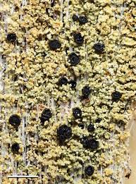 Attēlu rezultāti vaicājumam “Hypocenomyce friesii”