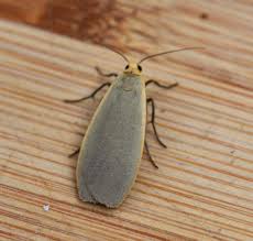 Attēlu rezultāti vaicājumam “Eilema griseola larva”