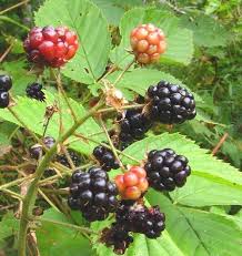 Attēlu rezultāti vaicājumam “Rubus nessensis fruit”