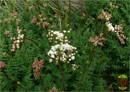 Image result for Filipendula vulgaris