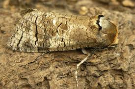 Attēlu rezultāti vaicājumam “Cossus cossus imago”