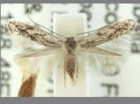 Attēlu rezultāti vaicājumam “Bucculatricidae”