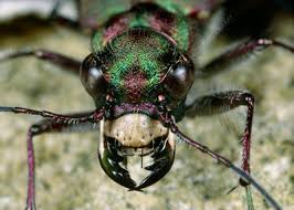 Attēlu rezultāti vaicājumam “Cicindela campestris imago”