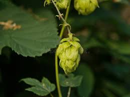 Attēlu rezultāti vaicājumam “Humulus lupulus bud”