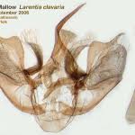 Attēlu rezultāti vaicājumam “Larentia clavaria”