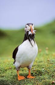 Image result for Fratercula arctica