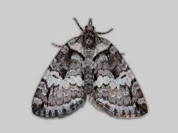 Attēlu rezultāti vaicājumam “Hydriomena impluviata”