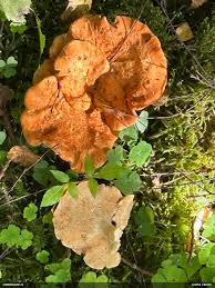 Attēlu rezultāti vaicājumam “Fuligo licentii”