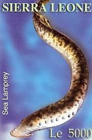 Image result for Petromyzon marinus