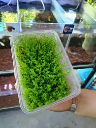 Attēlu rezultāti vaicājumam “Jungermannia subulata”