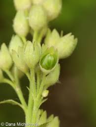 Attēlu rezultāti vaicājumam “Polemonium caeruleum bud”