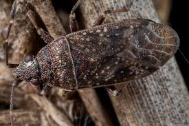 Attēlu rezultāti vaicājumam “Lygaeidae”