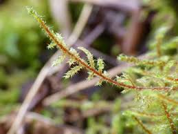Attēlu rezultāti vaicājumam “Rhytidiadelphus subpinnatus”