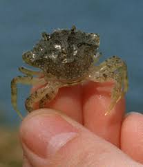 Image result for Carcinus maenas