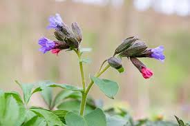 Image result for Lungenkraut