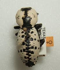 Attēlu rezultāti vaicājumam “Zopheridae”