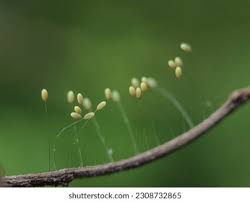 Attēlu rezultāti vaicājumam “Chrysopidae eggs”