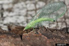 Attēlu rezultāti vaicājumam “Chrysopa”