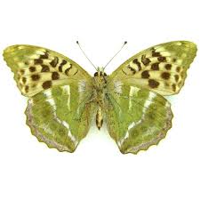 Attēlu rezultāti vaicājumam “Argynnis paphia female”