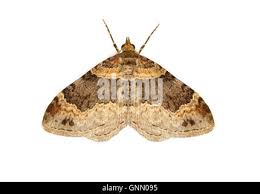 Attēlu rezultāti vaicājumam “Xanthorhoe ferrugata”