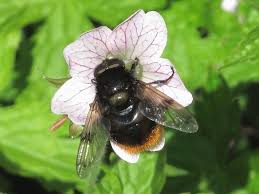 Attēlu rezultāti vaicājumam “Volucella bombylans”