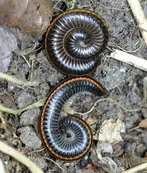 Attēlu rezultāti vaicājumam “Ommatoiulus sabulosus”