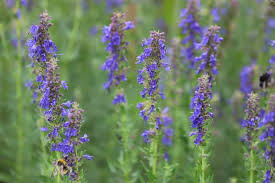 Attēlu rezultāti vaicājumam “Hyssopus officinalis flower”