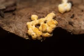 Attēlu rezultāti vaicājumam “Cribraria cancellata var. fusca spores”