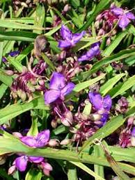 Attēlu rezultāti vaicājumam “Tradescantia virginiana flower”