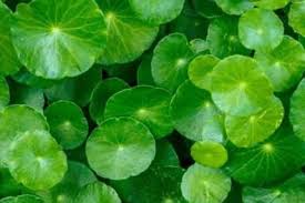 Attēlu rezultāti vaicājumam “Hydrocotyle vulgaris leaf”