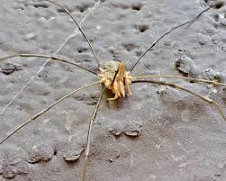 Attēlu rezultāti vaicājumam “Phalangium opilio”