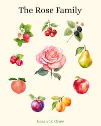 Attēlu rezultāti vaicājumam “Rosaceae”