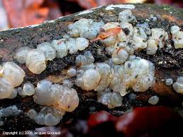 Attēlu rezultāti vaicājumam “Exidia thuretiana”