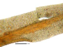Attēlu rezultāti vaicājumam “Gyroweisia tenuis”