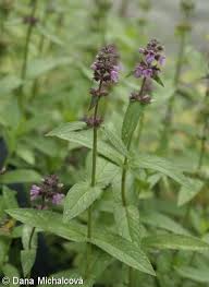 Attēlu rezultāti vaicājumam “Stachys palustris fruit”