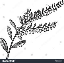 Attēlu rezultāti vaicājumam “Chamaedaphne calyculata fruit”