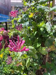 Attēlu rezultāti vaicājumam “Lonicera caprifolium”