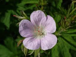 Attēlu rezultāti vaicājumam “Geranium sylvaticum flower”