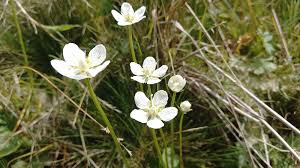 Attēlu rezultāti vaicājumam “Parnassia palustris leaf”
