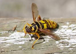 Attēlu rezultāti vaicājumam “Syrphus sp. imago”