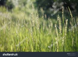 Attēlu rezultāti vaicājumam “Elytrigia repens flower”