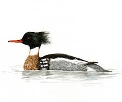 Attēlu rezultāti vaicājumam “Mergus serrator”