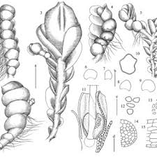 Attēlu rezultāti vaicājumam “Jungermannia hyalina cells”