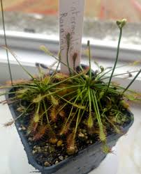 Attēlu rezultāti vaicājumam “Drosera intermedia”