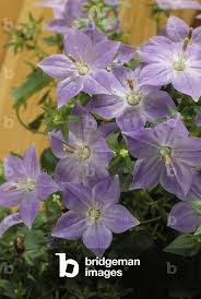 Image result for Campanula isophylla